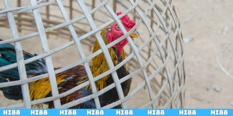 Chia sẻ 3 cách vần gà chọi non hiệu quả nhất