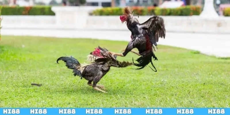 Vài nét sơ lược về đá gà cựa dao HI88