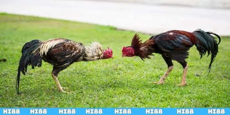 Hướng dẫn chi tiết về luật chơi đá gà cựa dao tại HI88