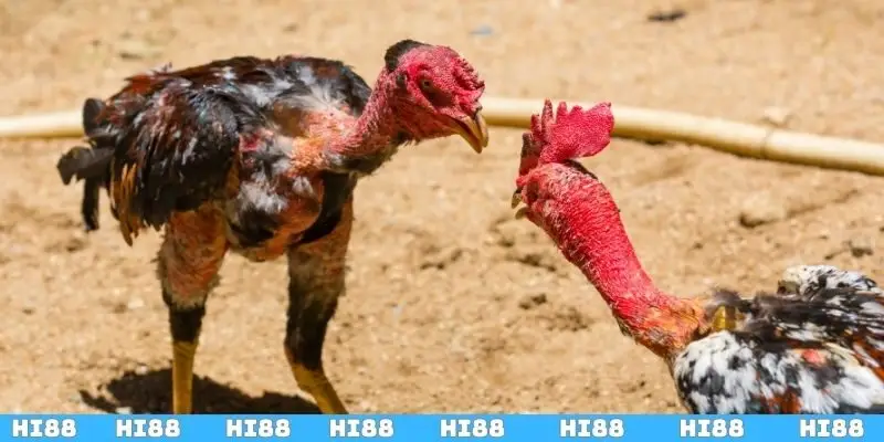 Các bí quyết chiến thắng cược đá gà trực tuyến